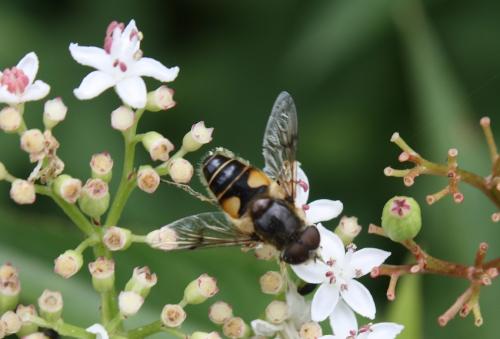 Eristalis horticola